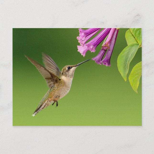 Vacker Hummingbird Nature Scenery Vykort (Framsida)