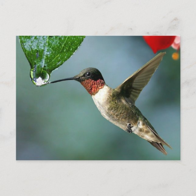 Vacker Hummingbird Nature Scenery Vykort (Framsida)
