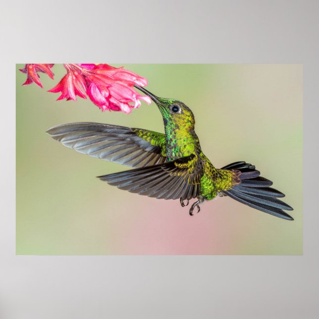 Vacker Hummingbird som flyger till en blomma Poster (Framsidan)