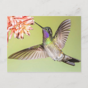 Vacker Hummingbird som flyger till en blomma Vykort