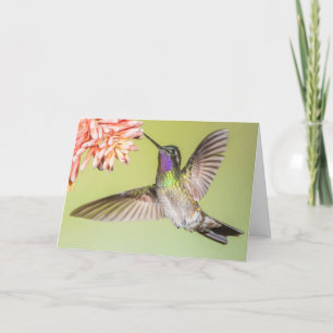 Vacker Hummingbird som flyger till en blommande sy Kort