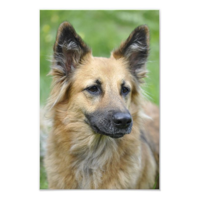 Vacker hund fototryck (Framsidan)