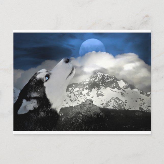 Vacker Husky Helgdag-vykort Helg Vykort (Framsida)