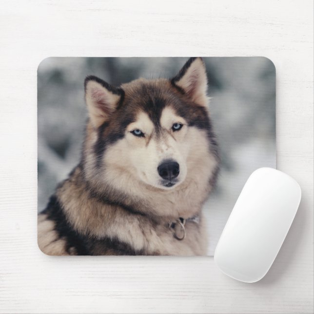 Vacker Husky på utsidan Musmatta (Med mus)