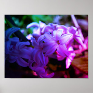 Vacker Hyacint (Hyacinthus) Blomma Poster