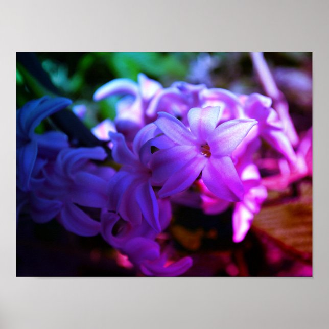 Vacker Hyacint (Hyacinthus) Blomma Poster (Framsidan)