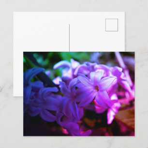 Vacker Hyacint (Hyacinthus) Blomma Vykort