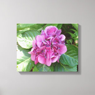 Vacker Hydrangea Canvastryck