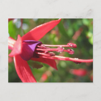 Vacker i rosa. vykort