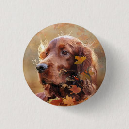 Vacker Irish Red Setter Knapp
