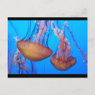 Vacker jellyfish-vykort vykort