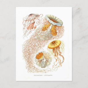 Vacker jellyfish-vykort vykort