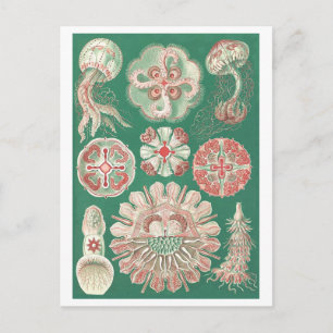 Vacker jellyfish-vykort vykort