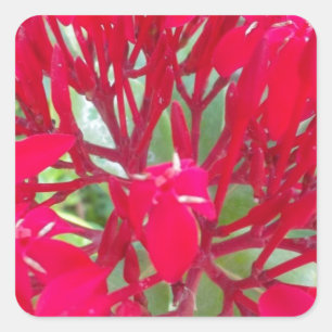 Vacker Kaleidoskop av Colorful Red Milkweed Fyrkantigt Klistermärke