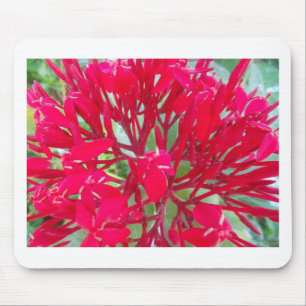 Vacker Kaleidoskop av Colorful Red Milkweed Musmatta