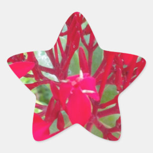 Vacker Kaleidoskop av Colorful Red Milkweed Stjärnformat Klistermärke