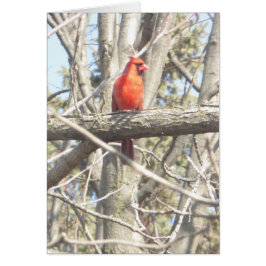 Vacker kardinal sitta på ett Gren-blankkort Hälsningskort