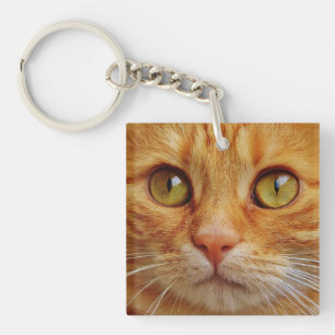 Vacker katt anpassad bild