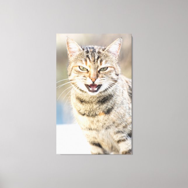 Vacker katt canvastryck (Framsida)