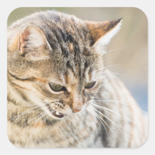 Vacker katt fyrkantigt klistermärke