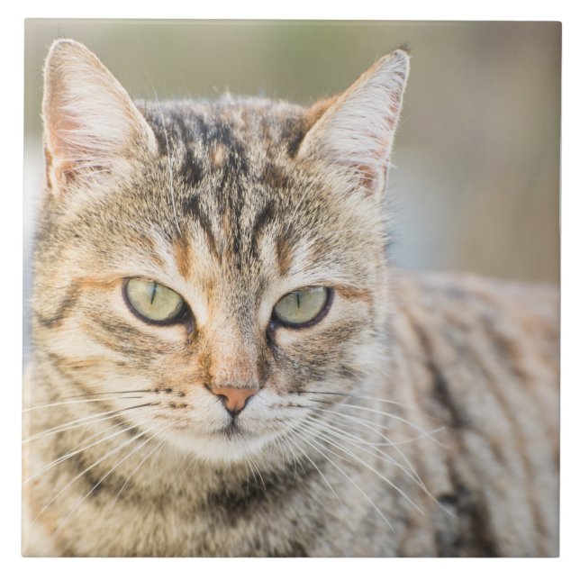 Vacker katt kakelplatta (Framsidan)