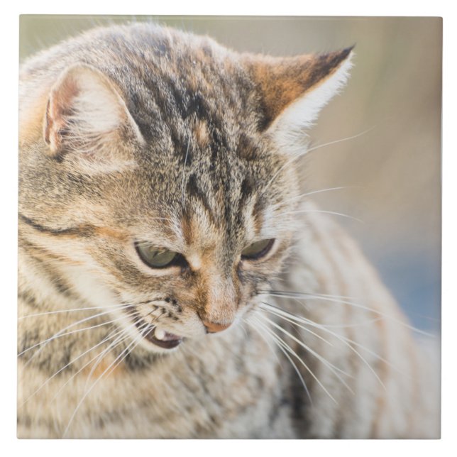 Vacker katt kakelplatta (Framsidan)