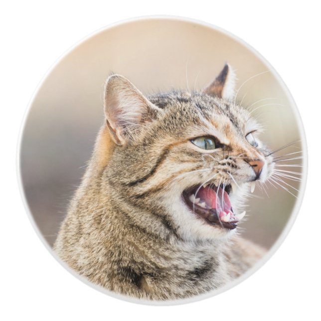 Vacker katt knopp (Framsidan)