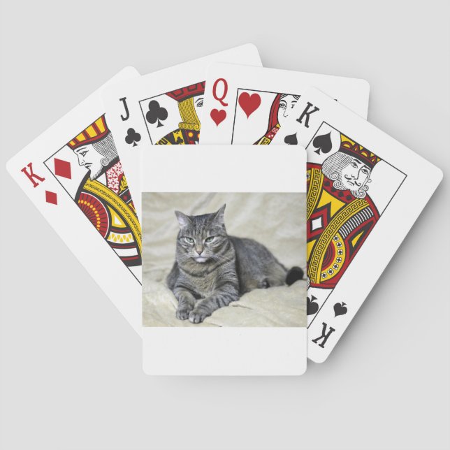 Vacker katt liggande kortlek (Baksidan)