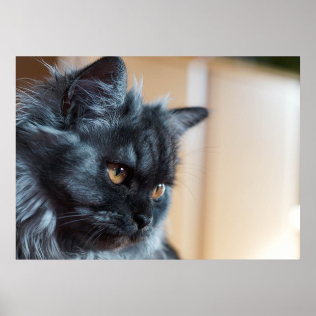 Vacker katt poster (Framsidan)