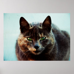 Vacker katt poster