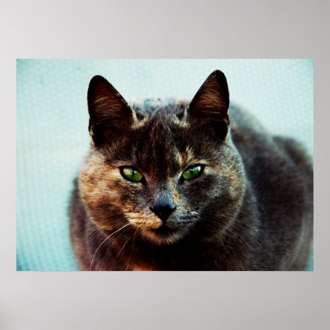 Vacker katt poster (Framsidan)
