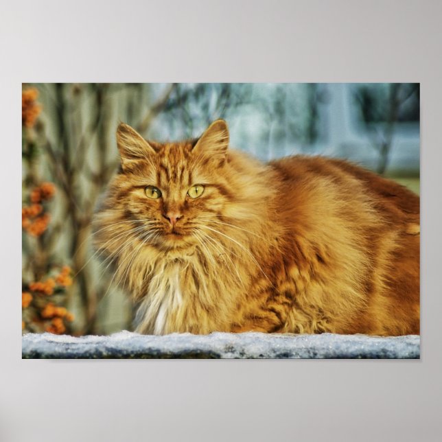 Vacker katt poster (Framsidan)