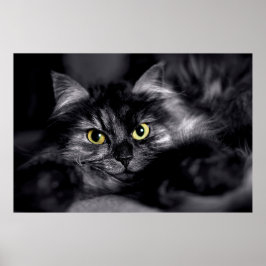 Vacker katt stjärna poster