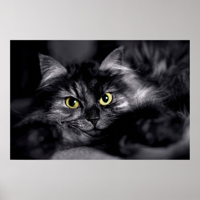 Vacker katt stjärna poster (Framsidan)