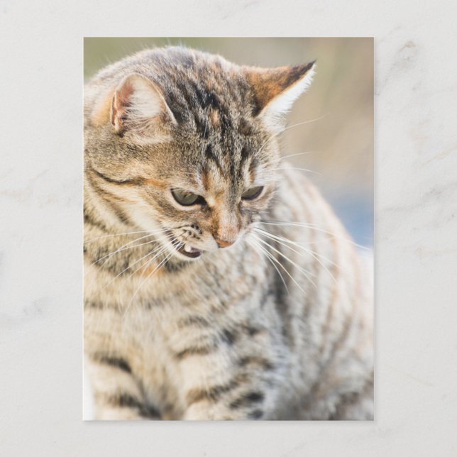 Vacker katt vykort (Framsida)