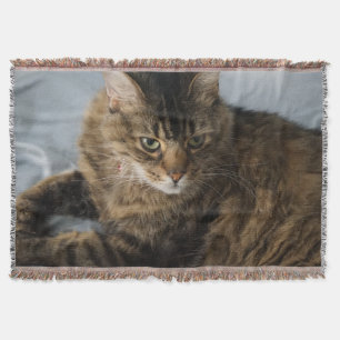 vacker kattfilt mysfilt