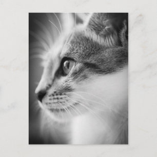 Vacker Kitten Postcard Vykort