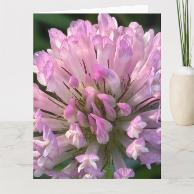 Vacker klöverblomma kort (Framsida)