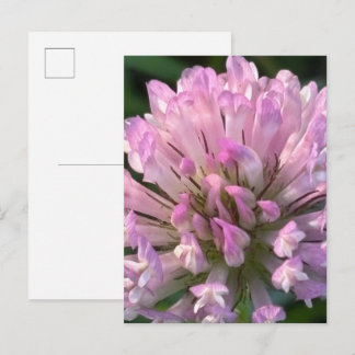 Vacker klöverblomma vykort