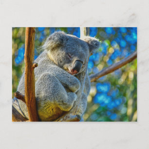Vacker Koala Vykort