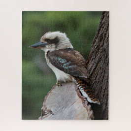 Vacker Kookaburra Bird Australia, 520 delarare Pussel