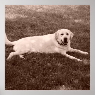 vacker Labrador-hämtare Poster