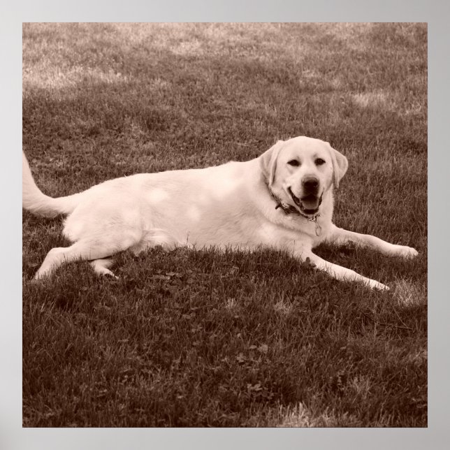 vacker Labrador-hämtare Poster (Framsidan)