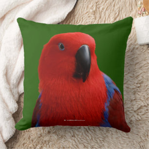 Vacker "Lady in Red" Eclectus Papegoja Fågel Kudde