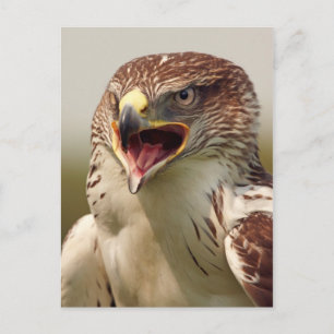 Vacker Lanner Falcon vycard Vykort