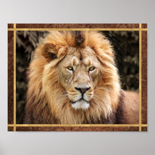 Vacker Lejon Ansikte Foto Poster (Framsidan)