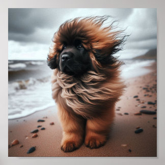 Vacker Leonberger puppy Poster