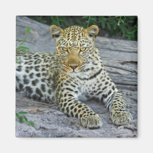 vacker leopard magnet