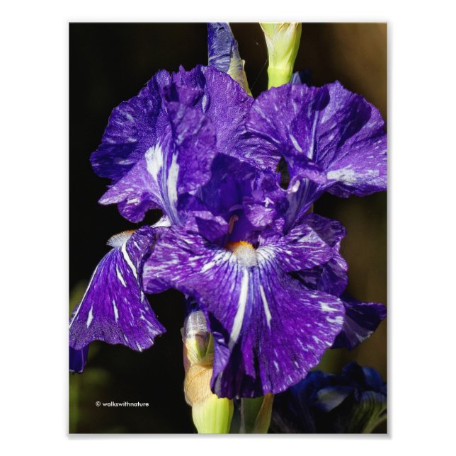 Vacker Lila Bearded Iris på eftermiddagen Sol Fototryck (Framsidan)