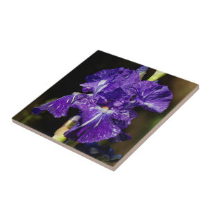 Vacker Lila Bearded Iris på eftermiddagen Sol Kakelplatta